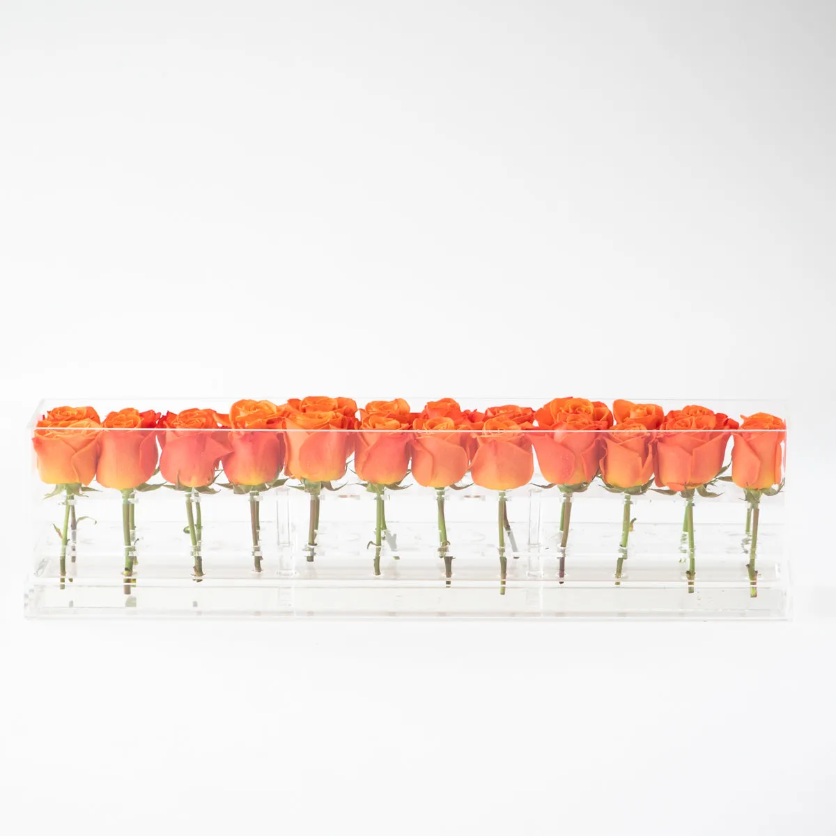24 Roses Doble Row